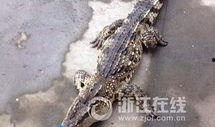 鳄鱼技能爆料怎么用的视频,揭秘视频中的实用技巧解析