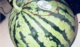 陕西吃瓜网红是哪里人啊,陕西吃瓜网红的家乡之谜