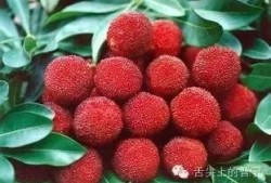 深圳南澳杨梅最新爆料,最新爆料带你尝鲜