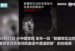 夜狼在线视频观看,揭秘神秘视频背后的故事